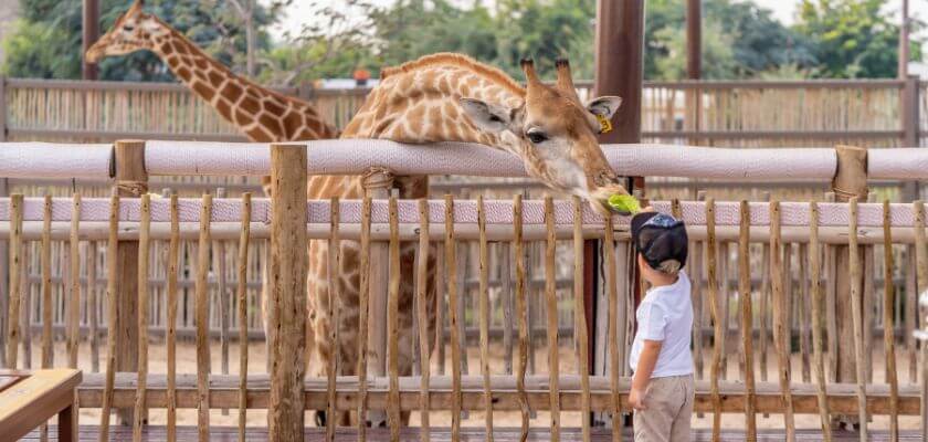 Dear Zoo_Baby_and_giraffe