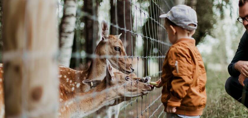 Dear Zoo_Toddler_and_deer